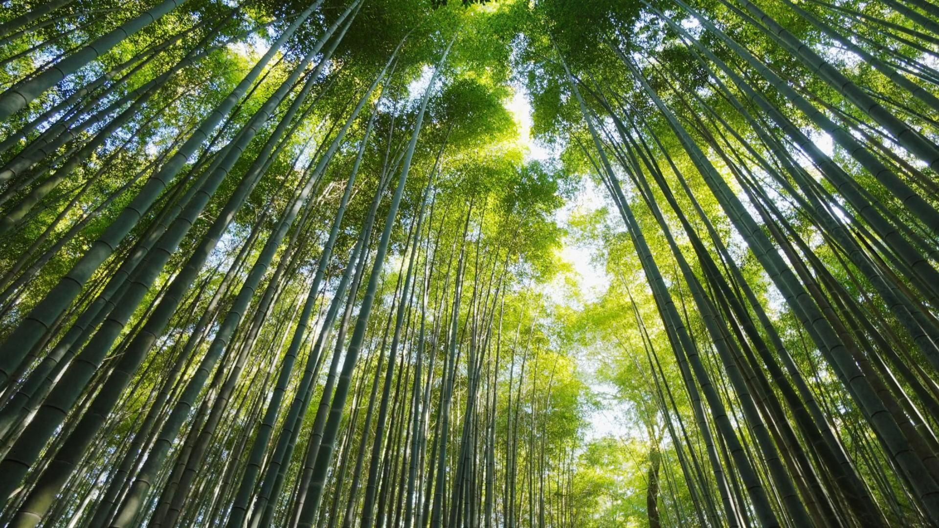 AI consulting for plywood defect detection & grading